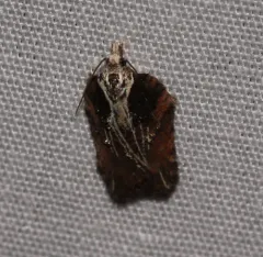 Multiform Leafroller Moth thumbnail 3