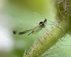 Green-striped Thimbleberry Aphid thumbnail 2