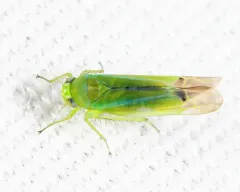 Kyboasca atrolabes thumbnail 3