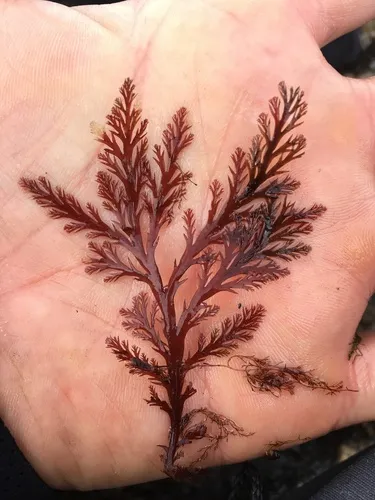 flat sea brush
