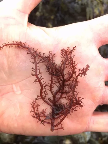 Dasya plumosa