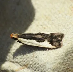 Indented Dichomeris Moth thumbnail 4