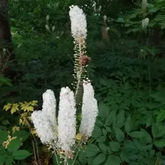 black cohosh thumbnail 1