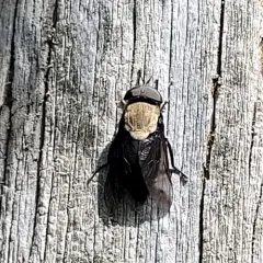 Western Black Horse Fly thumbnail 4