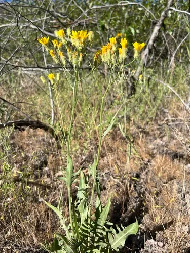 bearded hawksbeard