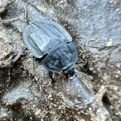 Ridged Carrion Beetle thumbnail 2