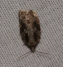 Small Aspen Leaftier Moth thumbnail 2