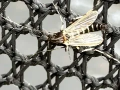 Stictochironomus devinctus thumbnail 2