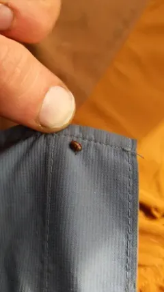 Gonioctena notmani thumbnail 2