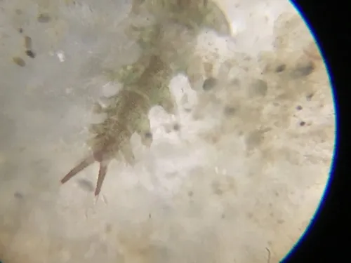 Micronereis nanaimoensis
