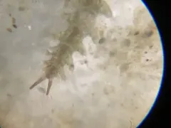 Micronereis nanaimoensis thumbnail 1