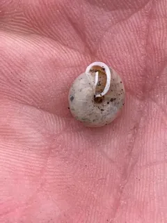 Lowland Pillsnail thumbnail 2