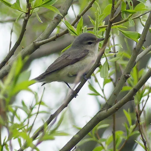 Warbling Vireo