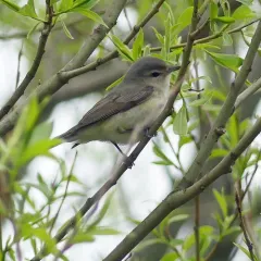 Warbling Vireo thumbnail 1