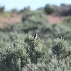 Sagebrush Sparrow thumbnail 4