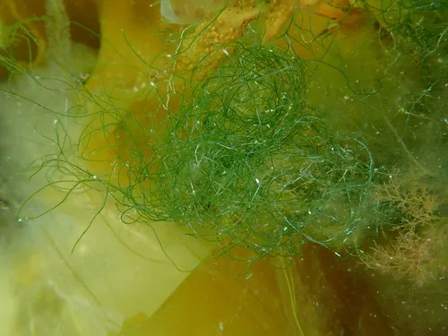 Chaetomorpha brachygona