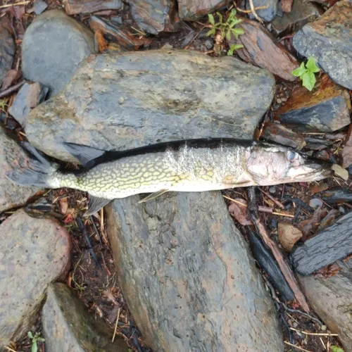 Chain Pickerel