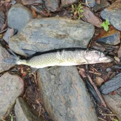 Chain Pickerel thumbnail 1