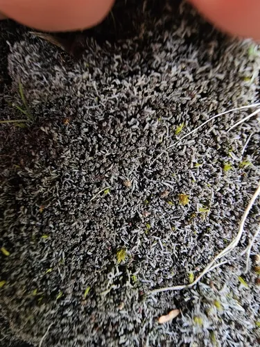 Alpine Silverwort