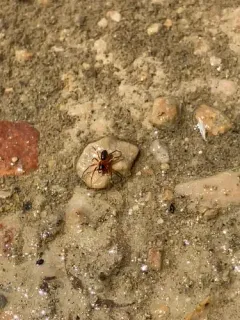 Decorated Red-and-black Money Spider thumbnail 3