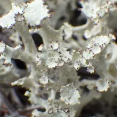 Fishnet Cladonia thumbnail 2