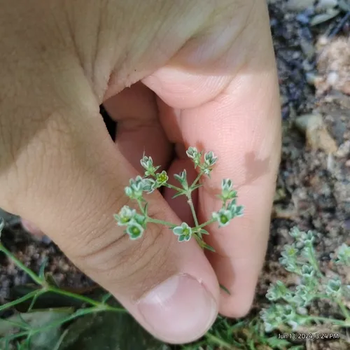 Perennial Knawel