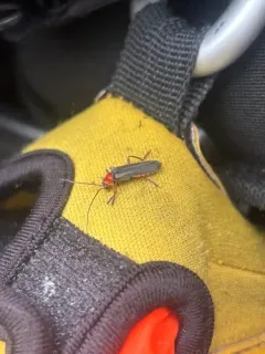 Curtis' Pacific Soldier Beetle thumbnail 2