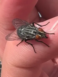 Friendly Flesh Fly thumbnail 3