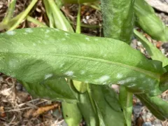 Golovinomyces pseudosepultus thumbnail 3