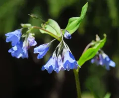 Oregon lungwort thumbnail 2