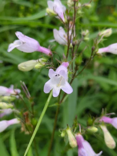 Long-sepal Beardtongue