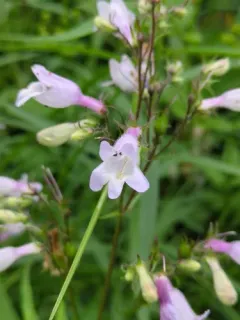 Long-sepal Beardtongue thumbnail 1