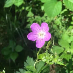 wild geranium thumbnail 2