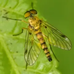Chrysopilus modestus thumbnail 2
