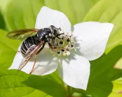 Black-banded Falsehorn thumbnail 2