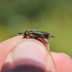Bald Deer Fly thumbnail 3