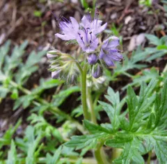 western waterleaf thumbnail 3
