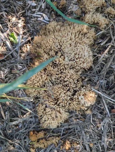 Pterula multifida