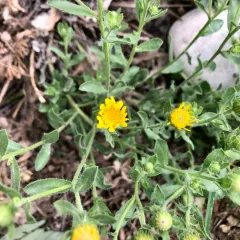 Spokane false goldenaster thumbnail 4