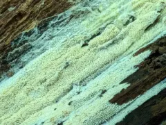 Spathulate Webcrust thumbnail 2