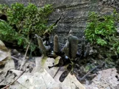 Xylaria corniformis thumbnail 2