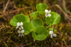 kidneyleaf white violet thumbnail 1