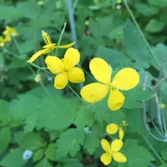 Greater celandine thumbnail 5