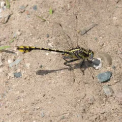 Plains Clubtail thumbnail 4
