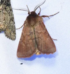 Sundew Cutworm Moth thumbnail 4