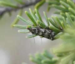 Crambus alienellus thumbnail 4