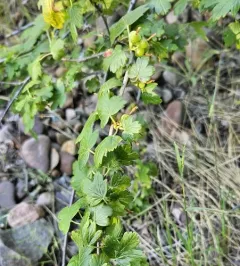 white-stemmed gooseberry thumbnail 2