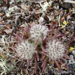 Woolly Lousewort thumbnail 2
