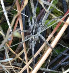 McCook's Split Wolf Spider thumbnail 2