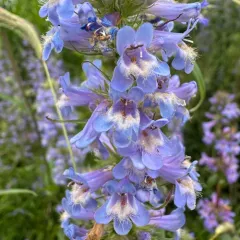 tall western penstemon thumbnail 4